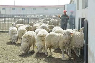 从偏远欠发达迈向牧业示范 甘肃牛羊产业的崛起之路