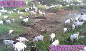 供应优质肉羊黑山羊，育肥快品质卓越——天腾牧业免费运输服务
