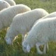 波尔山羊养殖新篇章 探访山东济宁福顺牧业的专业养殖之道