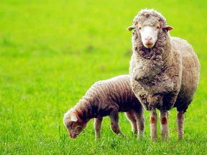 海淘澳洲本土正宗UGG雪地靴必读指南 大街10个有9个穿，可你真不懂牧业