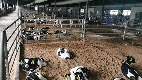 背负巨额欠款，中兴牧业的未来在何方？