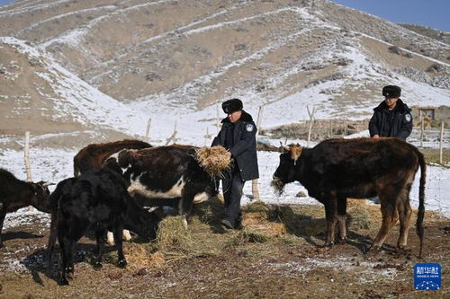 排查走访震区牧业点 新疆阿合奇全力保障牧业安全