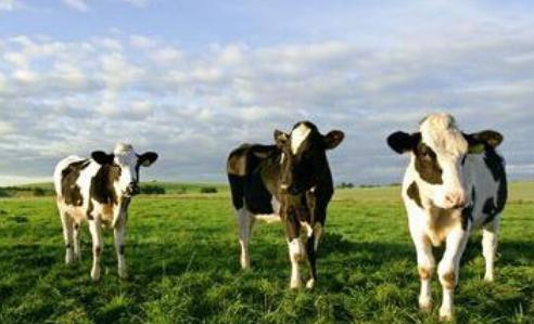 信源牧业 真实性与行业评价分析