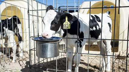 优然牧业赴港上市在即，奶牛存栏量直逼现代牧业