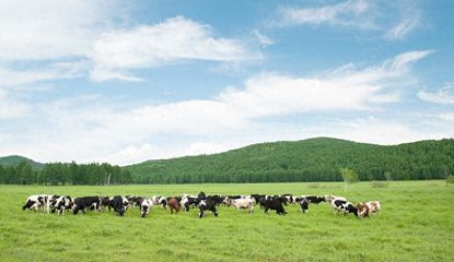 300亿光明乳业，密集上新的焦虑与牧业挑战