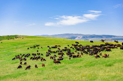 内蒙古农牧业科学院牧业研究与发展概况