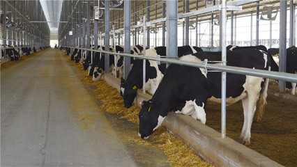 我们的新时代丨万头奶牛循环发展产业园建设项目 绿色牧业新篇章