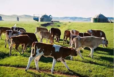 内蒙古高质量发展新篇 牧业引领绿色转型