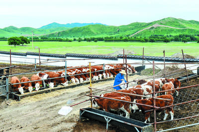 扬帆起航风正劲 砥砺奋进谱新篇——现代牧业发展之路