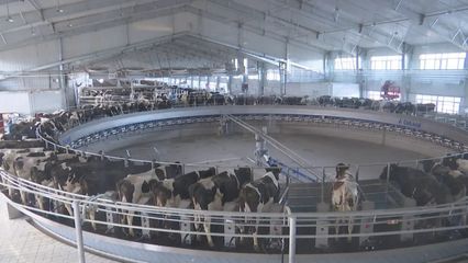 新时代！新赛道！昌吉市奶业强势“出圈”，牧业高质量发展调研行