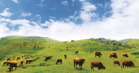 绿水青山铺就幸福底色——宜昌市争当全省乡村振兴排头兵之牧业发展