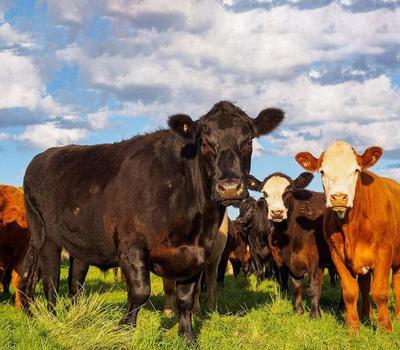 盐碱地变身“黄金牧场” 探索草地牧业的高效益发展新模式