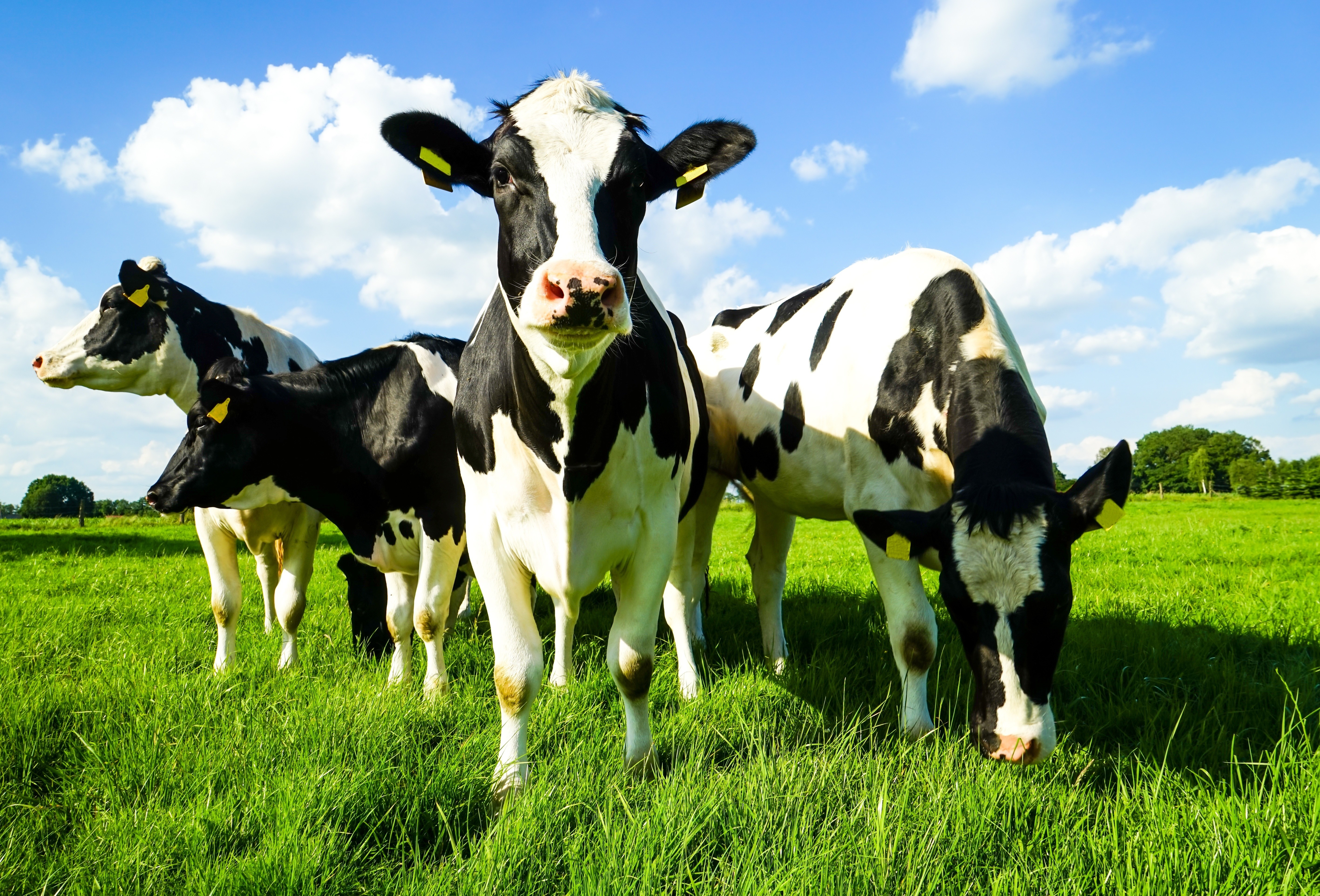 现代牧业 参股合营成扩张新引擎，精细化运营赋能产业升级