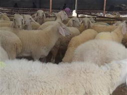 2013年波尔山羊种羊市场分析 供应、价格趋势与牧业发展前景