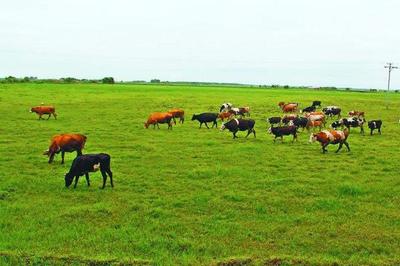 游牧业与大牧场放牧业 牧业生产的两大模式及其差异