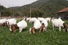 最正规的牛羊养殖场与农家牧业 构建现代农业产业链的核心力量