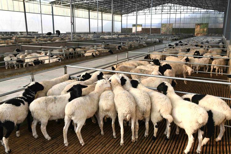 恭贺大田牧业荣获“第四届陕西规模养殖质量管理明星企业”称号