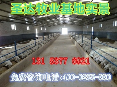 4个月龄小尾寒羊的养殖管理与市场价值分析