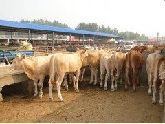 山东鼎皓牧业 打造现代化西门塔尔牛养殖新标杆