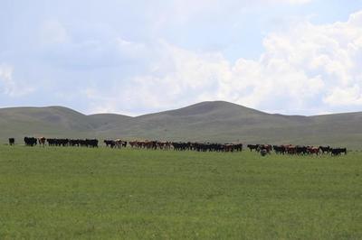 奔富牧业 现代畜牧业的发展之路与未来展望