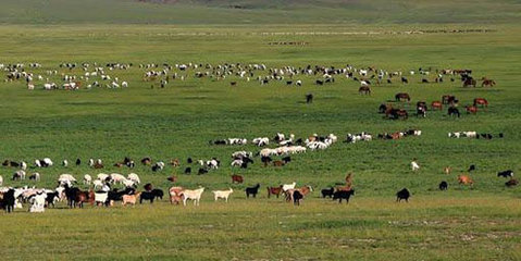 三万只羊的深情 蒙古国捐赠羊群启程赴华见证邻里情
