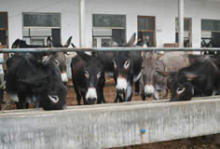 从大地牧业经验谈 50头肉驴高效养殖的八大关键窍门