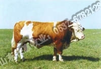 山东牧惠牧业 专业供应优质育肥牛，打造特色农产品直供平台