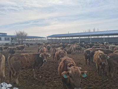 从伊犁河畔看现代农牧业 新疆创锦农牧业肉牛养殖基地的生态与效益