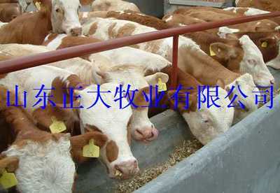 孝感养牛基地-乡村季风养牛-现在养牛如何_农副产品_世界工厂网